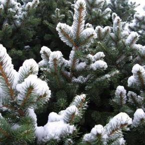 ��� �������� ������: ���������� � ������