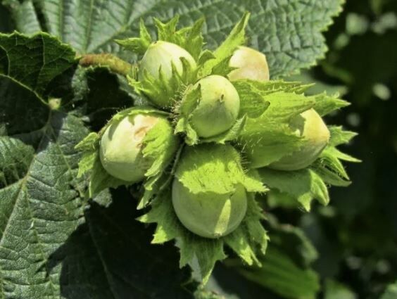 ������: ������� �������� ������� ������� � ��������