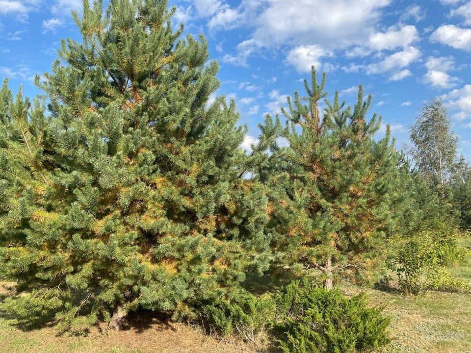 ����� ������� ����: ��� ����������� � �������� � ������������