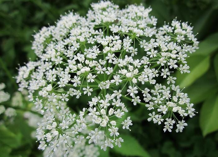 �����: ����������� �������� �������