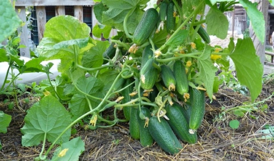 ��� ��������� ������������� ������ � ����: ������ ��� ��������� ������