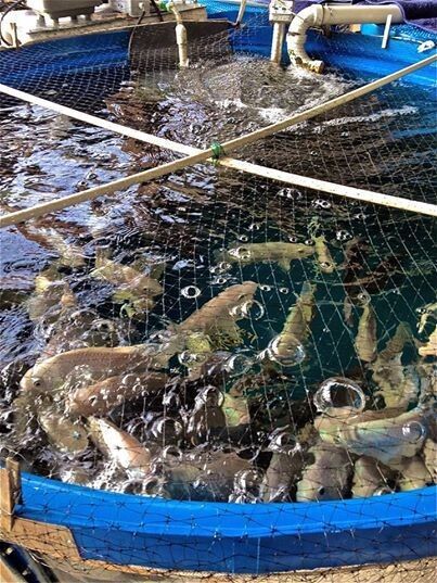 ���� ��� �� ����: �������� �����