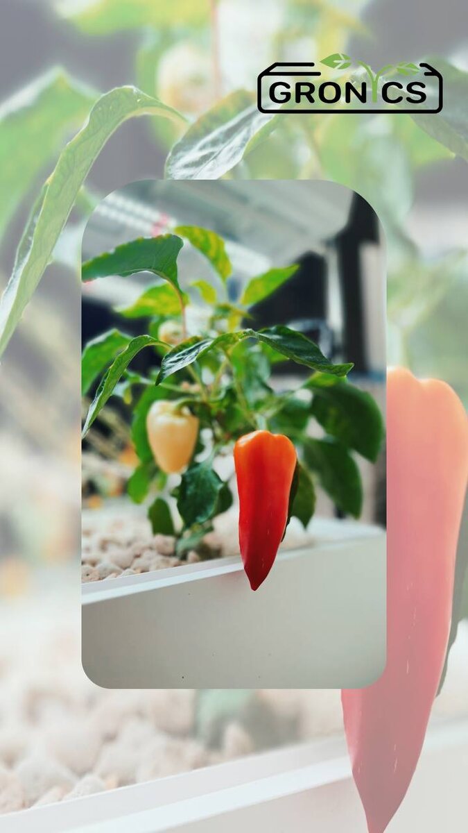 Тайны болгарского перца: где на самом деле родился этот овощ?