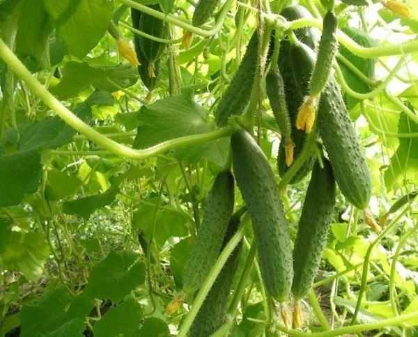 ������ ����� F1: ��������� ����� ��� ������ �������