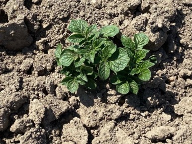 ��� �������� ������������ � ����������� ����� ��� ����� � ������