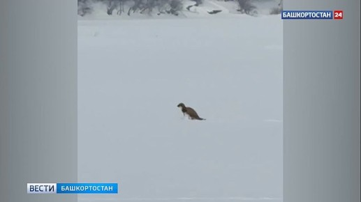 ������ � ������������� ������ ���������� ������, �������� � ������