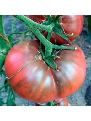 ����� �������� ���� ����: ����� ����� � ������������ ������ ��� ��������