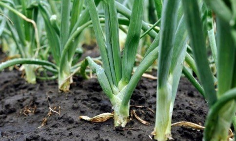 ����� ������ ���-�����: ������, ������� ������� ��� ��������� ������ �����