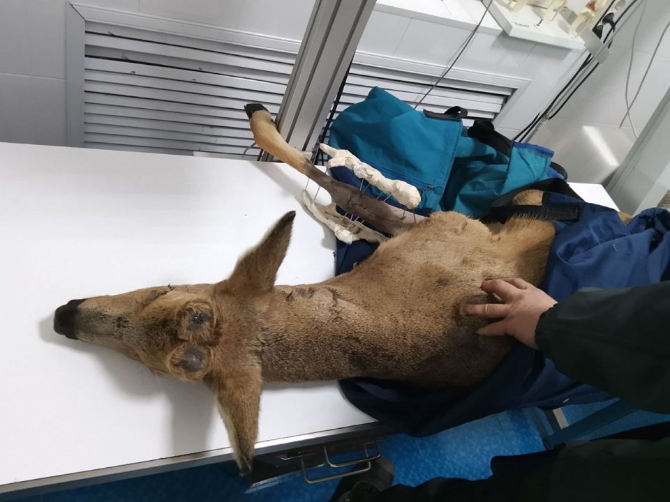 Косулю, которую сбили на трассе под Уфой, выходили