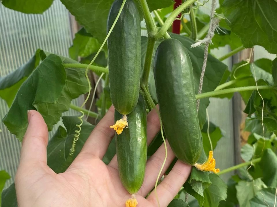 ��� ��������� ������ ������� � ������� � ������� �������� ��������