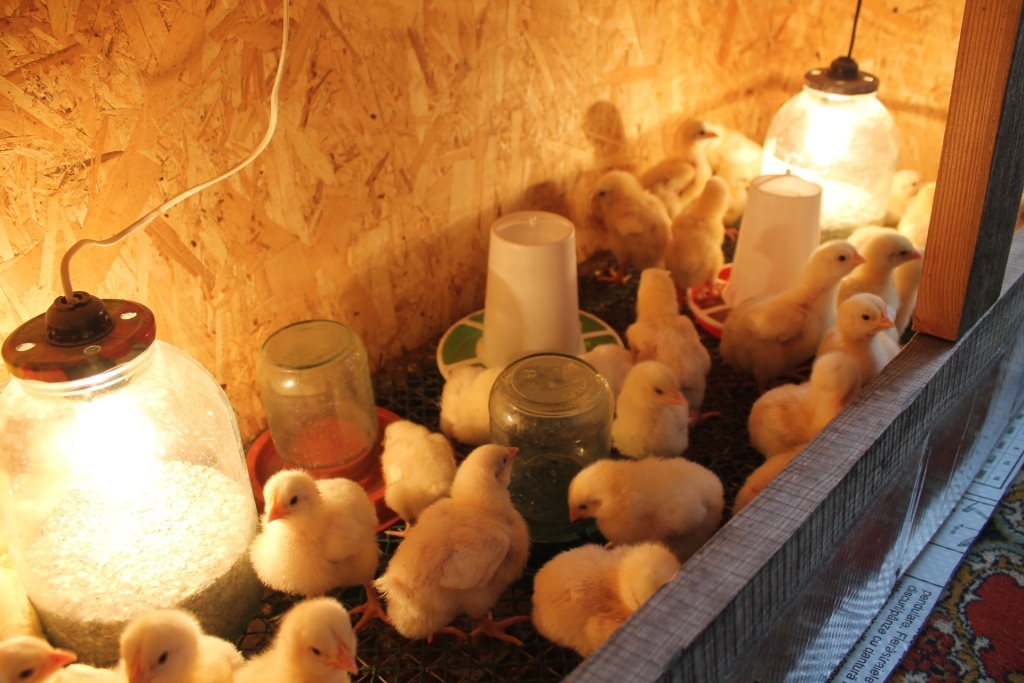 Первые шаги в жизни цыплят: условия содержания и забота