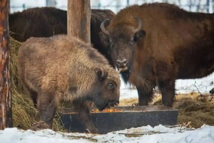 �������� �������� ������������� ����� �� �������������� ��������� ������