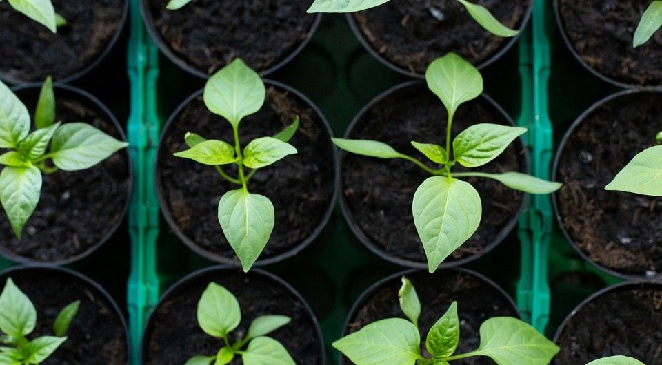 Когда сеять рассаду перцев: важные рекомендации на 2026 год