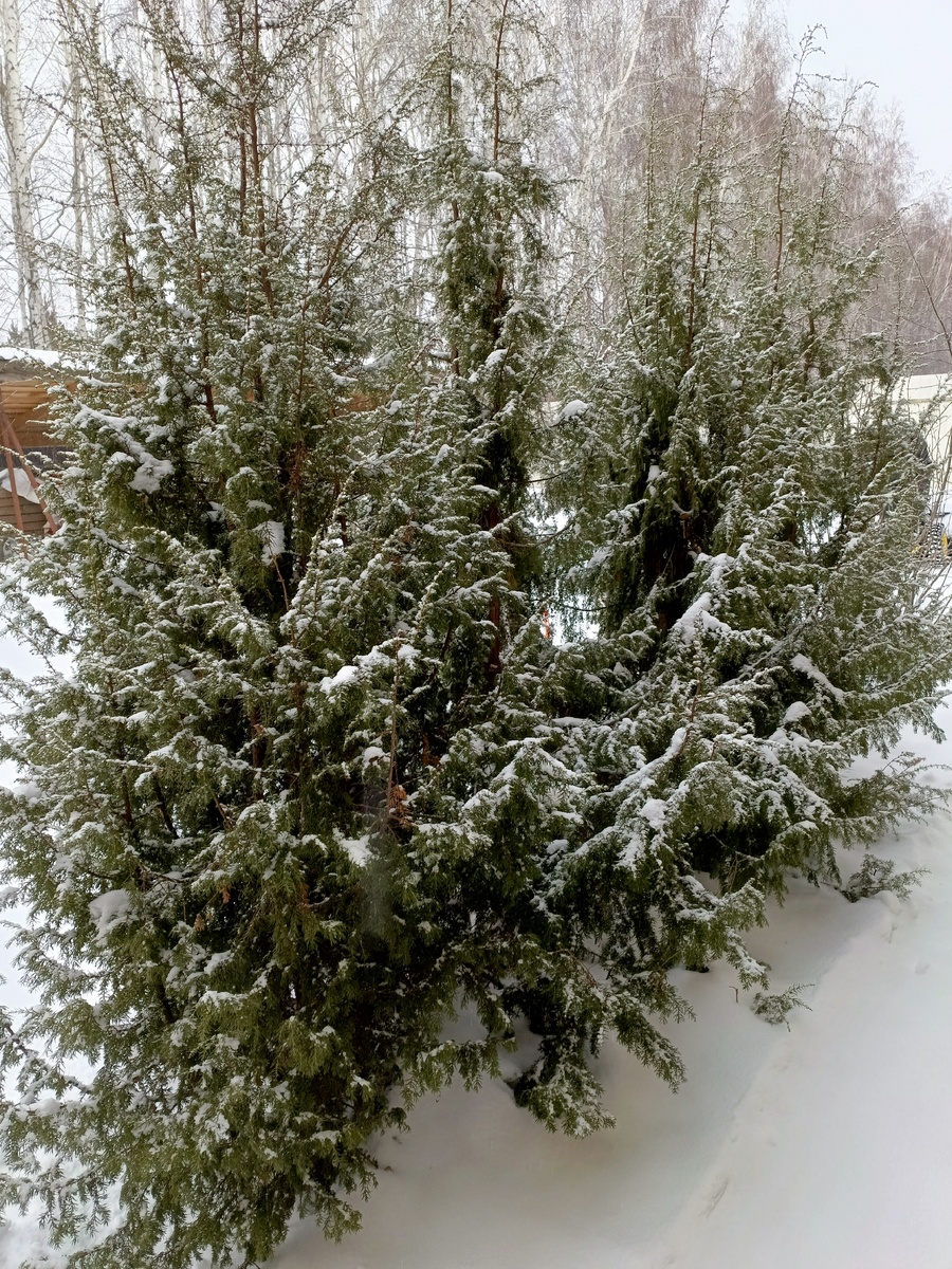 Зимние чудеса на даче: хвойные, снег и неожиданные находки