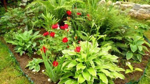 Как выбрать идеальных соседей для роз в вашем саду