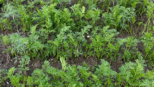 ������� ��������� ������ �������: �� ���������� ����� �� ��������