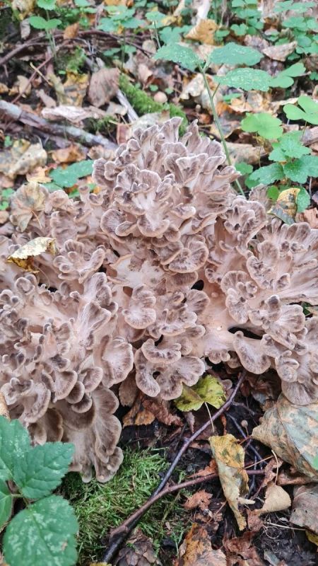 ��������� ������ �������: ������� �������� � � ������������ �������