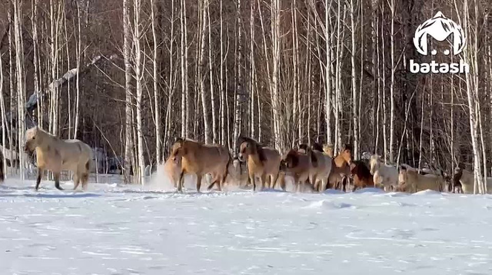 После трудового вторника разгружаем мозг порцией лошадочного