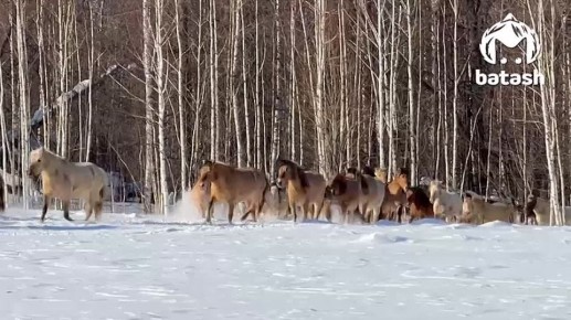 После трудового вторника разгружаем мозг порцией лошадочного