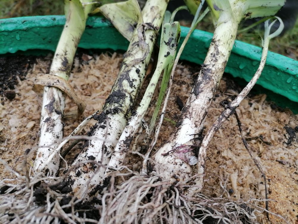 Когда сажать лук-порей: все, что нужно знать