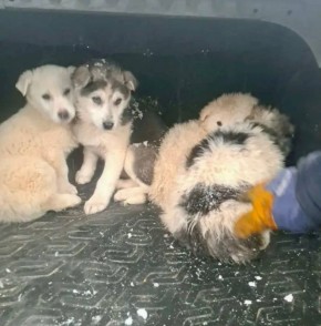 Пятерых щенков выбросили на помойку в Уфимском районе