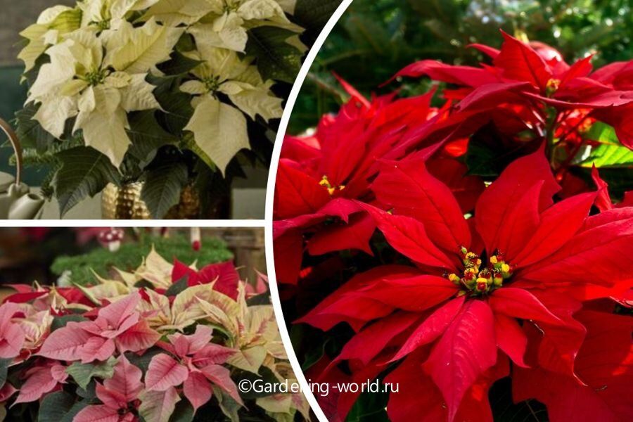 ��� ������� ��������� �������������� ������: ������ ��� �������