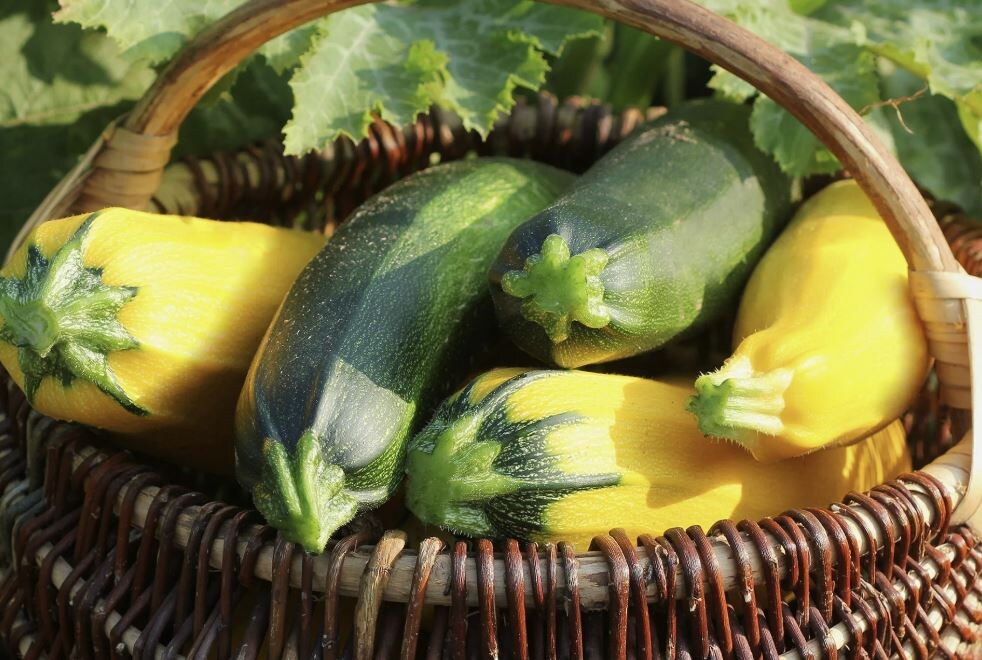 Способы долго сохранять свежесть кабачков