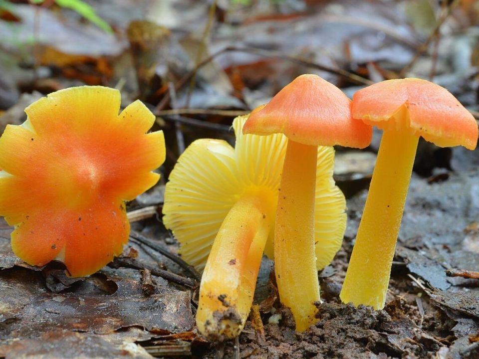 ���������� ������� ��������� ������ ����� ��������������