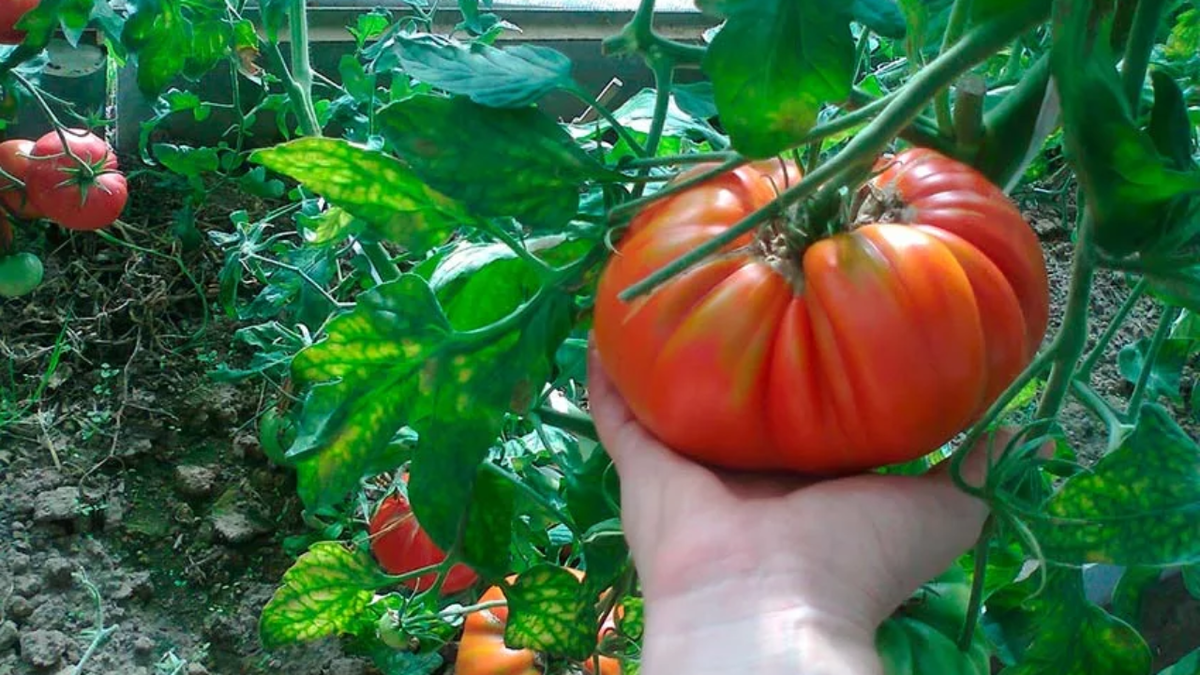 Высокие томаты за сезон: как 10 кустов принесли почти 40 кг и чем это полезно