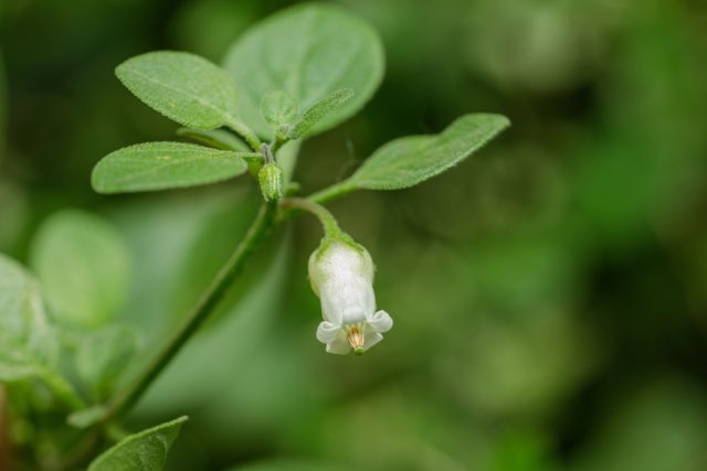 Удивительный ландыш пампасов: съедобный сюрприз или разочарование?
