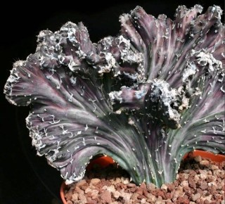 Как природа создаёт настоящих монстров: удивительные мутации растений