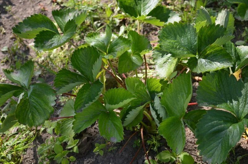 Как спасти клубнику: секреты поздней подкормки, о которых вы не знали