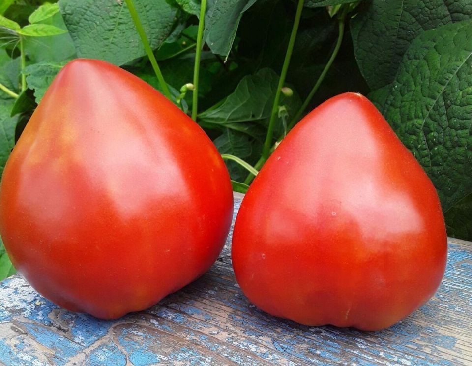 ��� ������� ������ ����� ������� ��� ����� �������: ������ � ������������