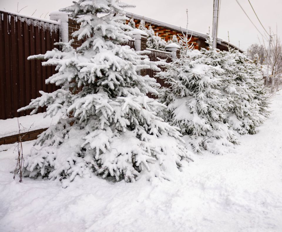 ���� ������ ������: ���������� ���� � ������ � ���������