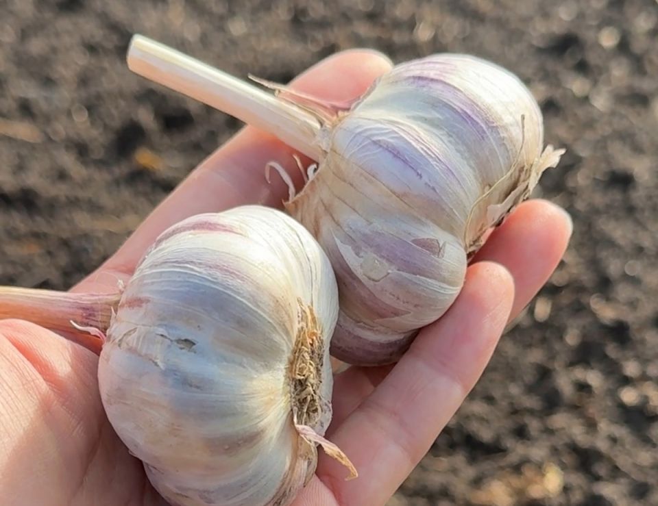 ������� �������� ������� ������� �������: ��� ��������� ������� � �������� ������