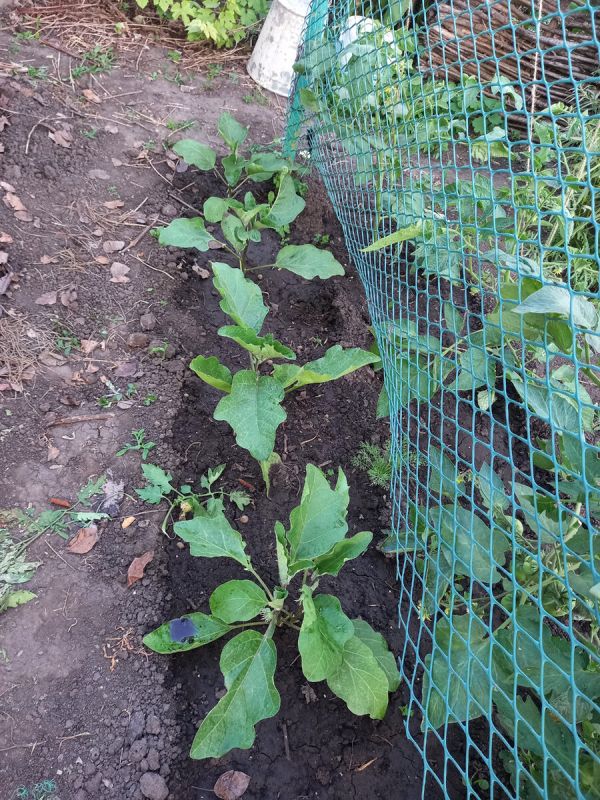 ��� ��������� �������� � ������� � ��������: �������� ������ ��� �����������