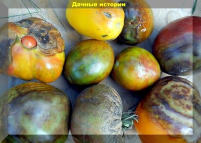 ������ ��� ���������: ����������� ������� ������ � ������������