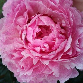 Сад Летнего Цветения: Откройте Для Себя Красоту Природы