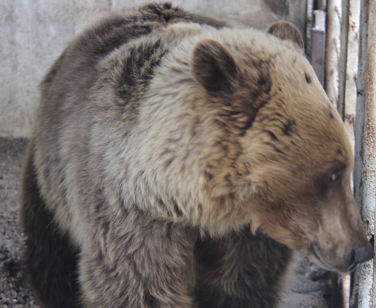 В Башкирии медведь напал на сноубордиста
