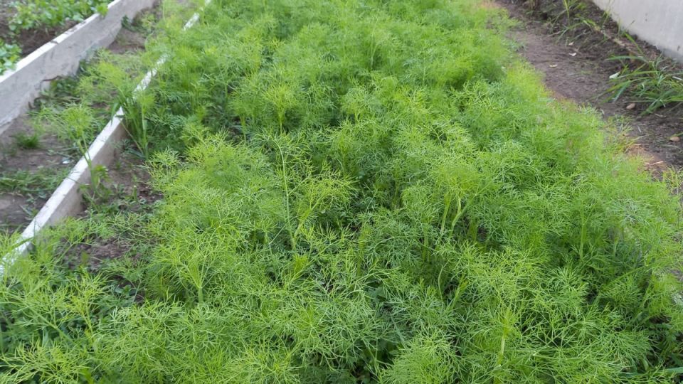 ��� ��������� ����� ������ ��������� ���������� ������ � �����