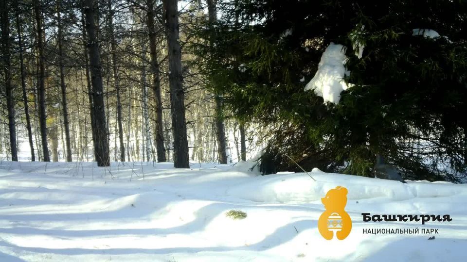 ������� �����������. ���������� �������� ���������� ���������� ������� �������