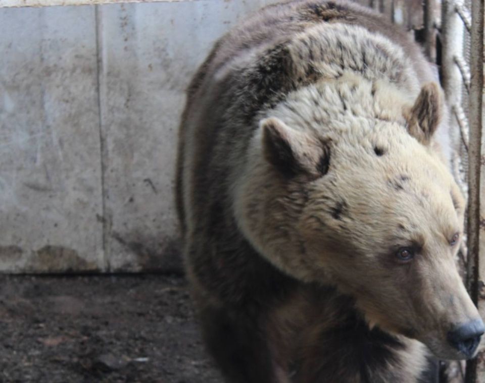 � �������� �������� �� �������� ������������, �� �������� ����� �������