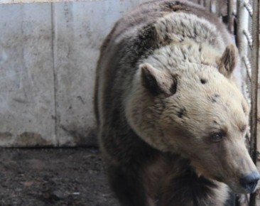 � �������� �������� �� �������� ������������, �� �������� ����� �������