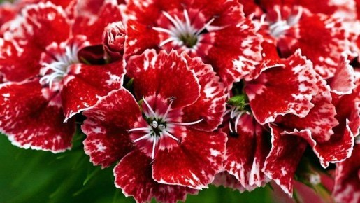 Как украсить сад уже в январе: выберите свои цветы