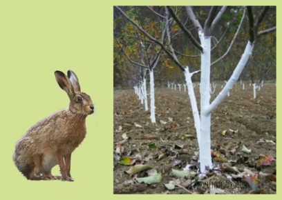 Почему октябрь — ключевой месяц для защиты яблонь от грызунов