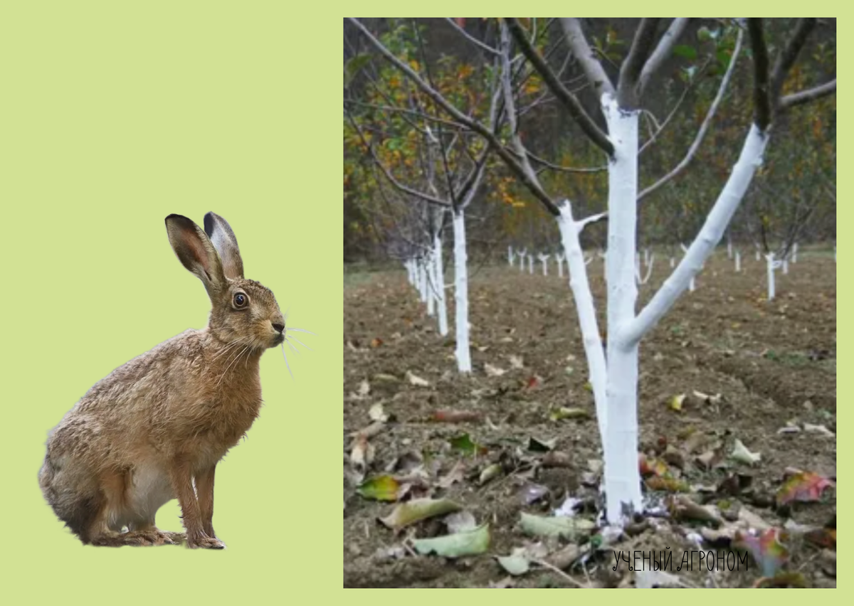 Почему октябрь — ключевой месяц для защиты яблонь от грызунов