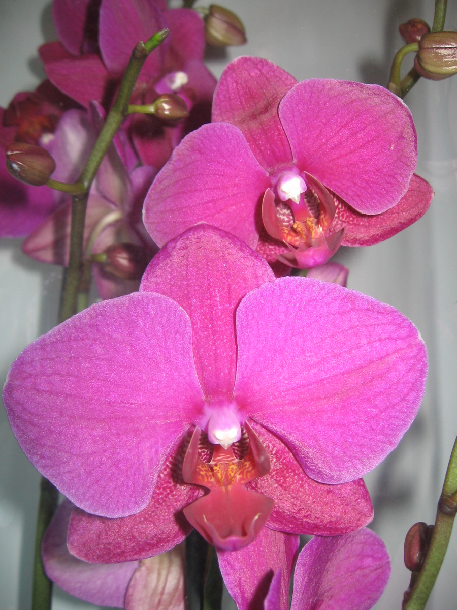 Почему ваша орхидея не цветет: три главные причины