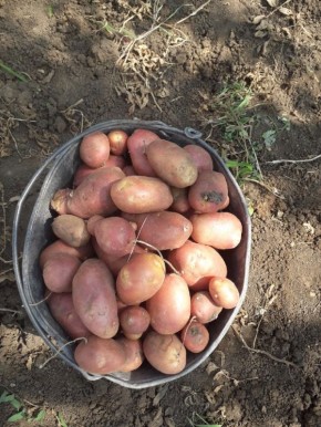 Как удобрения влияют на вкус картофеля и как его улучшить