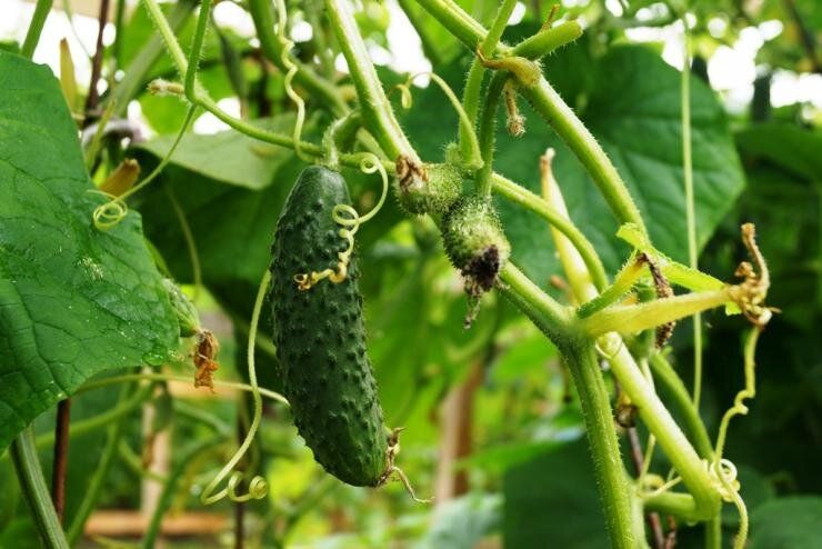 ��� ��������� ������������� ����� � ���� ��� �������� ������