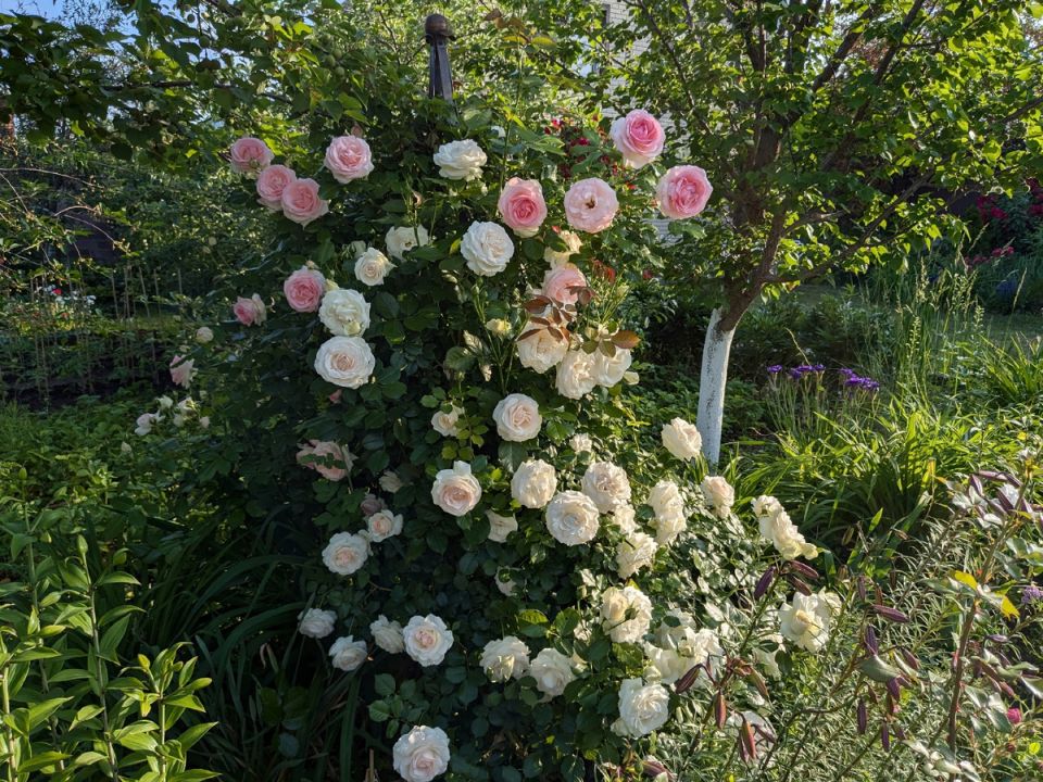 ����� �������� �������: ��� ����� ����������� ��������� ��������